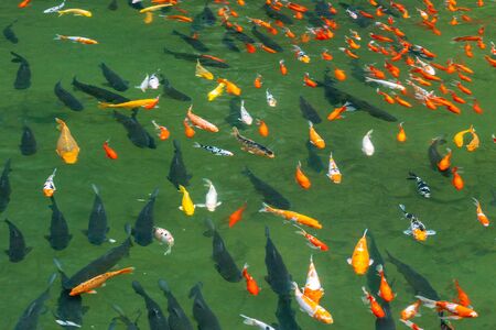 Group of fancy mirror carp koi fish in the pondの写真素材
