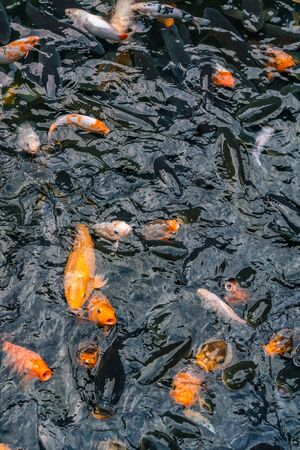 Multicolored mirror carp fish swimming on water surface in the pondの写真素材