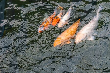 Group of colorful carp koi fish swimming in the pondの写真素材