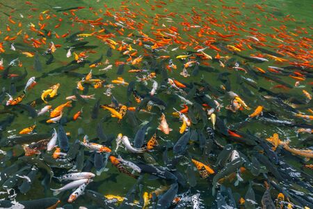 Large group of colorful koi fish swimming in the poolの写真素材