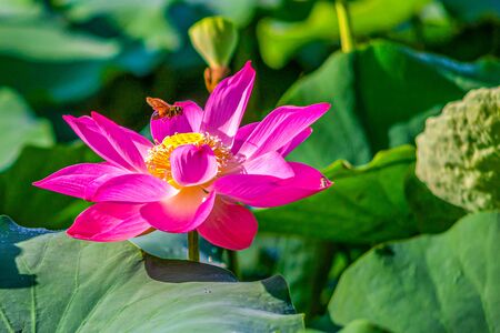 Beautiful blooming lotus flower and honey bee with green leaves backgroundの写真素材
