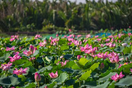 Beautiful blooming pink lotus flower pond in summerの写真素材
