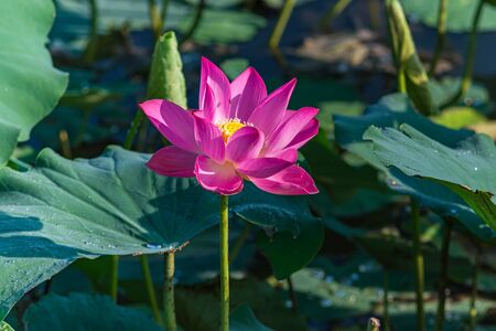 Beautiful blooming pink lotus flower with green leaves backgroundの写真素材