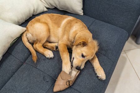 Fluffy little golden puppy playing with a shoe on sofa bedの写真素材
