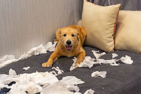 Naughty golden retriever dog playing toilet papers at living roomの写真素材