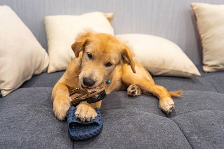 Naughty golden retriever puppy playing and biting slippers and shoesの写真素材