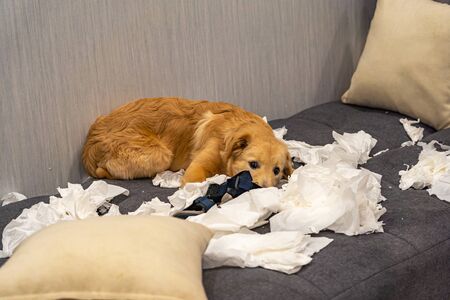 Guilty golden retriever puppy laying on messy tissue papers on sofaの写真素材