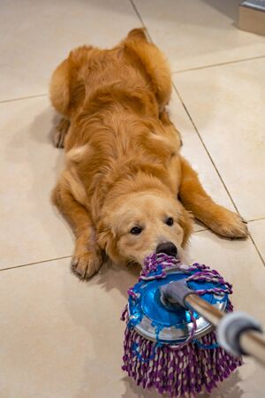 Mischief golden dog playing and biting the floor wiper at homeの写真素材
