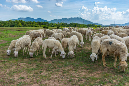 Flock of sheeps on vast meadow with beautiful mountain landscape