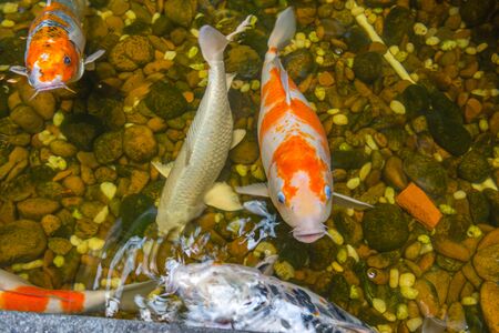 Close up of colorful Japanese Koi fish swimmingの写真素材