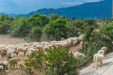 Herd of sheeps grazing in the meadow