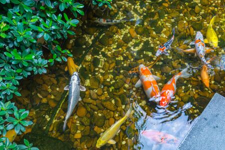 Top view of colorful Koi fishes swimming in the pondの写真素材