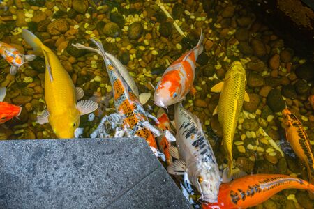Colorful Koi fishes swimming in the pondの写真素材