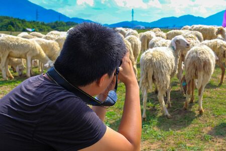 Young Asian photographer taking photo sheep on the farmの写真素材