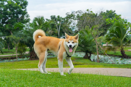 Cute akita dog smiling in the parkの写真素材