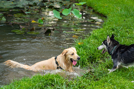 Golden retriever dog and husky dog playing in the lake