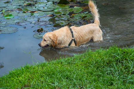 Mischievous golden retriever swimming and playing mud in waterの写真素材