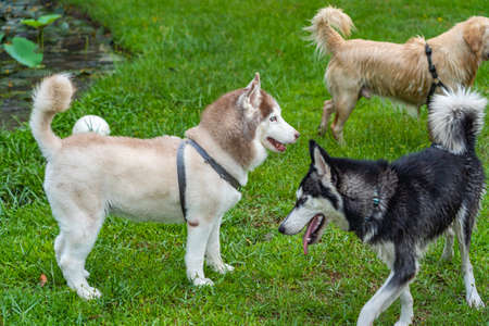 Adorable alaskan malamute and husky dog at the parkの写真素材