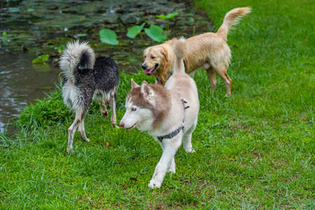 Three cute alaskan malamute, husky and golden dog at the parkの写真素材