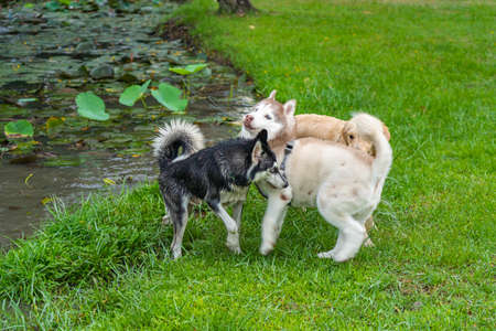 Fat alaskan malamute and husky dog playing near the lakeの写真素材