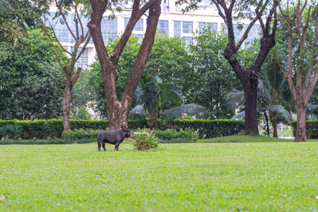 Black French bulldog on green grass at the parkの写真素材