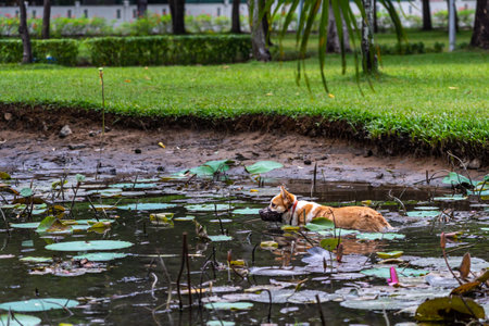 Welsh Corgi dog in muzzle mask playing in the lotus pondの写真素材