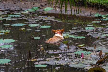 Welsh Corgi dog swimming in the lilypad pond in gardenの写真素材