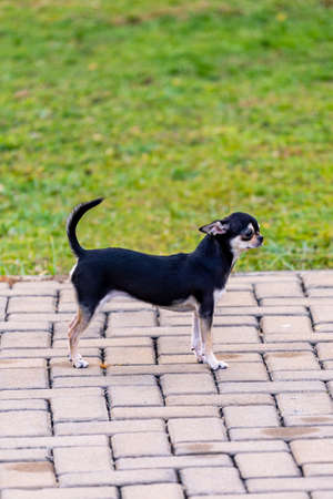 Vertical photo of of long legged black chihuahua dogの写真素材