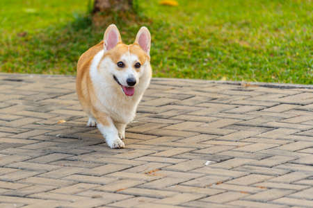 Beautiful Welsh Corgi Pembroke dog walking at the parkの写真素材