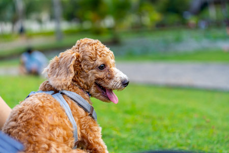 Portrait of little poodle dog with curly fur sitting at the park