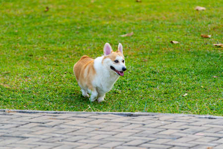 Happy Welsh Corgi dog playing on grass lawnの写真素材