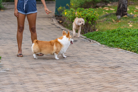 Little Welsh Corgi dog walking at the park with his ownerの写真素材