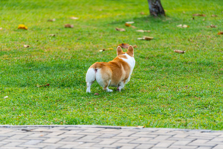 Rear view of Welsh Corgi dog with chubby butt walking on grass