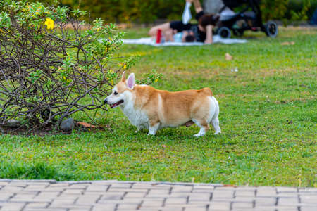 Adorable Welsh Corgi dog playing at the parkの写真素材