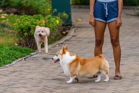 Cute Pembroke Welsh Corgi dog going to outdoor park with his ownerの写真素材