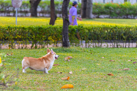 Lovely Welsh Corgi dog standing on grass at the parkの写真素材