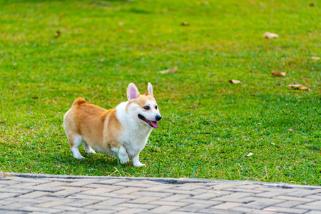 Adorable Pembroke Welsh Corgi dog playing at summer parkの写真素材