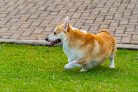 A chubby Pembroke Welsh Corgi dog playing on grass lawnの写真素材