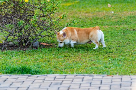 Adorable Welsh Corgi dog on grass lawnの写真素材