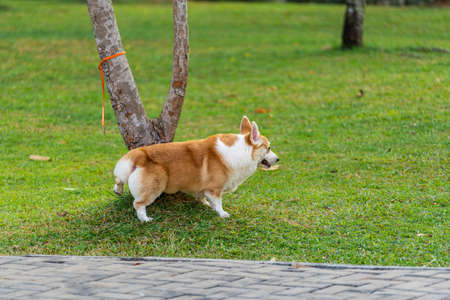 Chubby Pembroke Welsh Corgi peeing on tree stump and grass lawnの写真素材