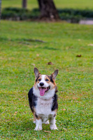 Vertical photo of cute Cardigan Welsh corgi dog smiling on grassの写真素材
