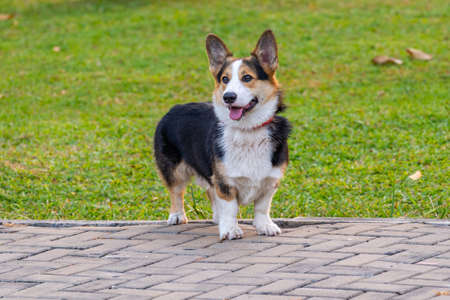 Portrait photo of Cardigan Welsh corgi dog smiling in the parkの写真素材