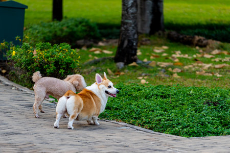 Welsh Corgi and Poodle dog playing at outdoor parkの写真素材