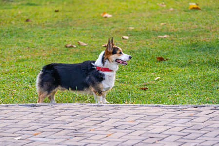 Side view photo of Cardigan Welsh corgi dog standing in the parkの写真素材