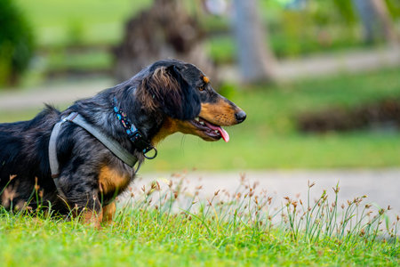 Sideview portrait photo of beautiful long-haired dachshund dogの写真素材