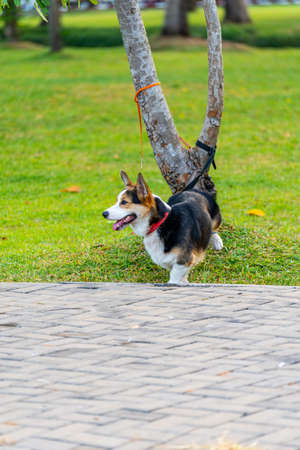 Vertical photo of tricolor Welsh Corgi dog leashed up at the treeの写真素材