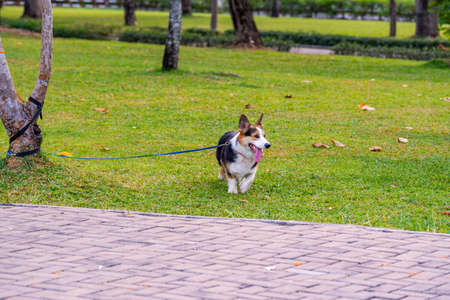 Tricolor Pembroke Welsh Corgi dog leashed up at the treeの写真素材