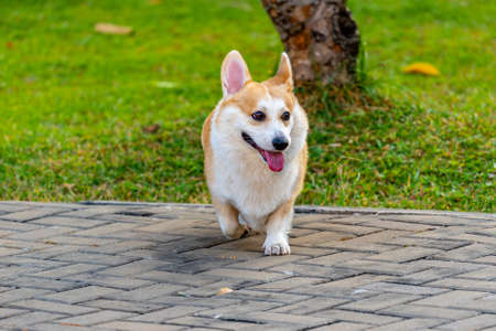 Portrait of happy Pembroke Welsh Corgi dogの写真素材