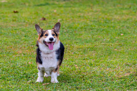 Cheerful Welsh Corgi dog standing on grass lawnの写真素材