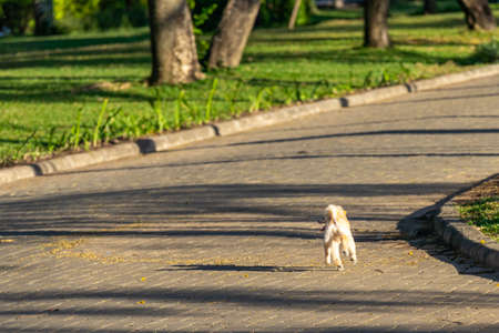 Little happy poodle dog running outdoor at the parkの写真素材
